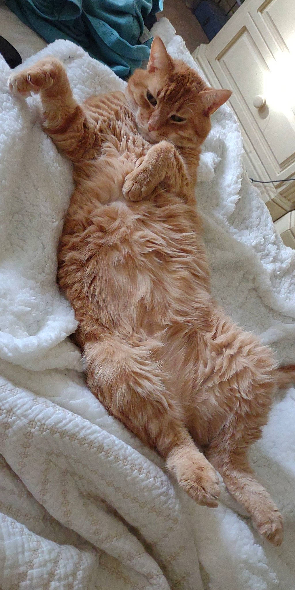 Lou joined the competition — help win amazing prizes! carnivore, cat, claw, comfort, companion_dog, dog_breed, domestic_short_haired_cat, fawn, felidae, fur, liver, nap, paw, small_to_medium_sized_cats, sporting_group, tail, whiskers, wood