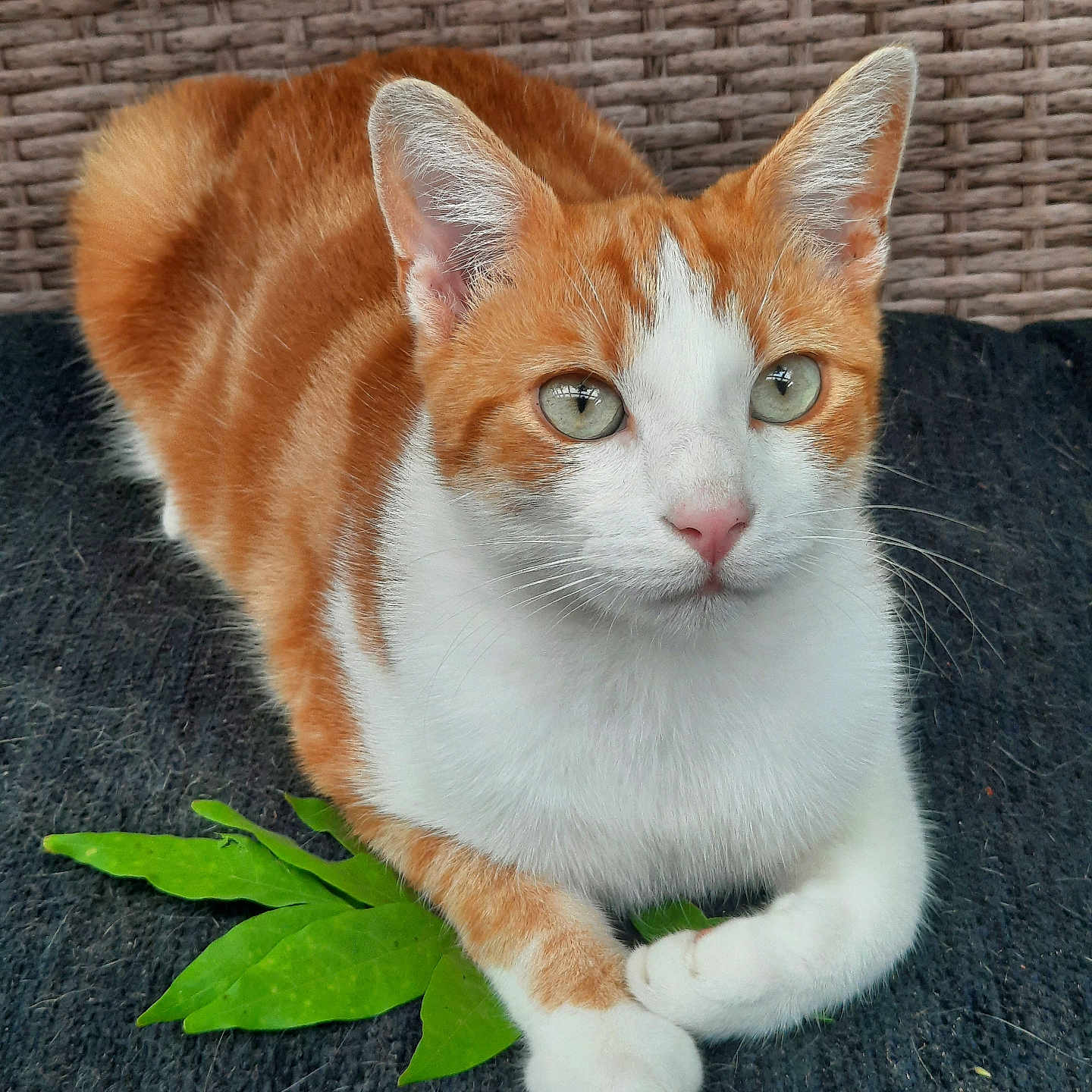 Oliver a rejoint le concours — aidez-le/la à gagner de superbes lots ! animal, background, cat, closeup, ears, eyes, feline, fur, ginger_cat, green_leaf, leaf, lounging, nature, outdoor, paw, pet, resting, texture, whiskers, white_cat