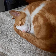 Oliver a rejoint le concours — aidez-le/la à gagner de superbes lots ! calm, cat, closeup, cozy, curled_up, domestic, feline, fur, ginger_cat, household, indoor, nap, pet, quiet, resting, sleeping, tail, towel, white_fur, wooden_cabinet