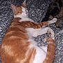 Oliver participe au concours pour gagner de l'argent avec cette photo : animal, blanket, cat, companion, cozy, cute, friendship, fur, indoor, orange_cat, patterned_blanket, paw, pet, relaxed, resting, sleeping, soft, tabby_cat, tail, white_cat