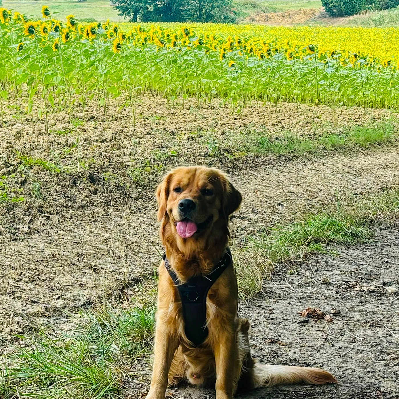 Upss a rejoint le concours — aidez-le/la à gagner de superbes lots ! animal, canine, countryside, dog, field, flower, grass, grassland, green, meadow, nature, outdoors, park, pet, plant, puppy, soil, summer, tree, vegetation
