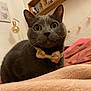 alert, animal, bedroom, blanket, bow_tie, cat, closeup, cozy, curious, cute, decor, domestic, furniture, gray_cat, indoor, lamp, pet, shelf, soft_texture, whiskers