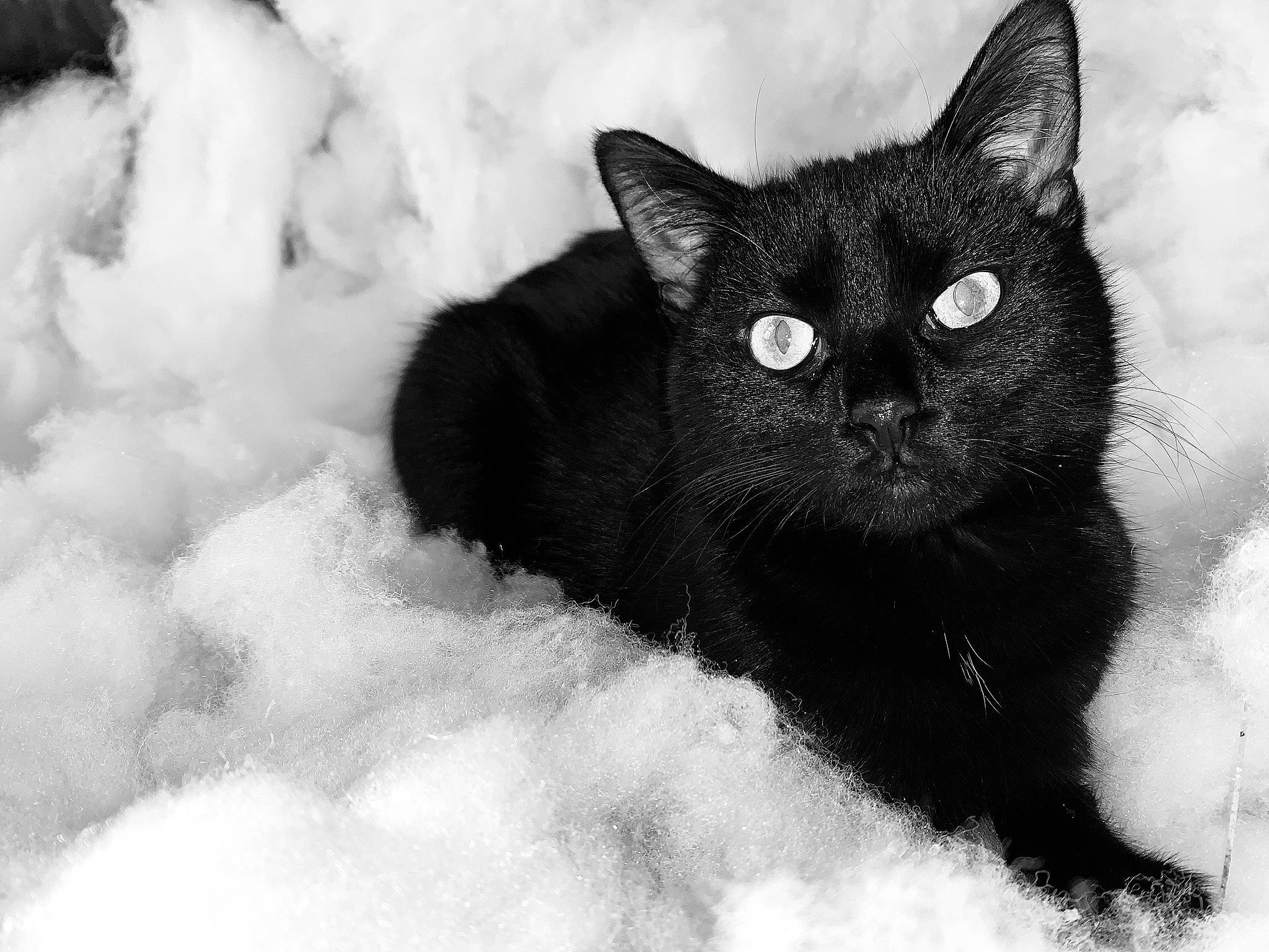 Ashton joined the competition — help win amazing prizes! art, black_cat, bombay, carnivore, cat, domestic_short_haired_cat, felidae, fur, monochrome, monochrome_photography, paw, small_to_medium_sized_cats, snout, snow, tail, terrestrial_animal, tree, whiskers, wildlife, winter