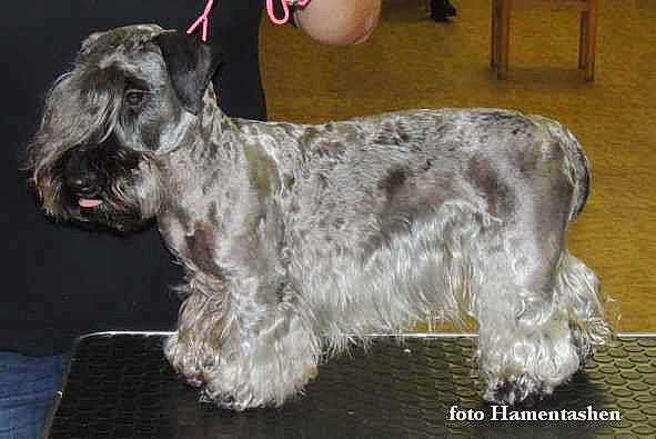 Hrabenka a rejoint le concours — aidez-le/la à gagner de superbes lots ! canidae, carnivore, cesky_terrier, dog, dog_breed, giant_schnauzer, glen_of_imaal_terrier, kerry_blue_terrier, mammal, miniature_schnauzer, rare_breed_dog, schnauzer, scottish_terrier, sealyham_terrier, small_terrier, snout, sporting_group, standard_schnauzer, terrier, vertebrate