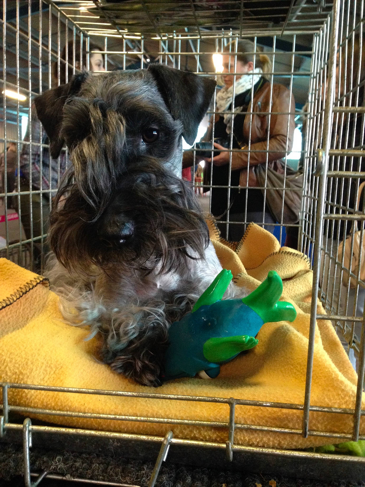 Hrabenka a rejoint le concours — aidez-le/la à gagner de superbes lots ! affenpinscher, animal_shelter, cage, canidae, carnivore, cesky_terrier, companion_dog, dog, dog_breed, dog_supply, mammal, miniature_schnauzer, puppy, schnauzer, scottish_terrier, sporting_group, sporting_lucas_terrier, standard_schnauzer, terrier, vertebrate