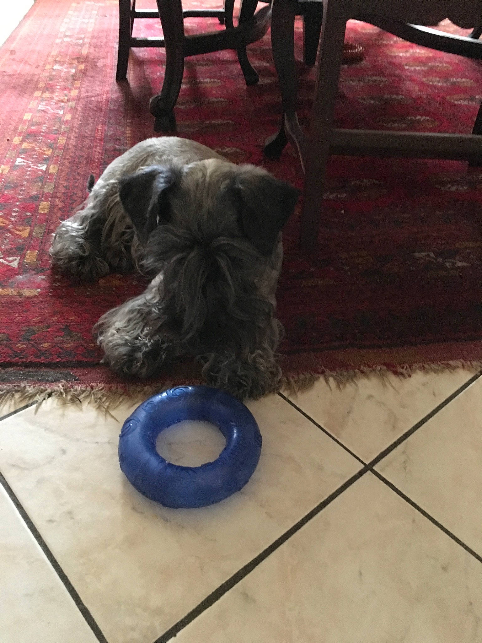 Hrabenka a rejoint le concours — aidez-le/la à gagner de superbes lots ! affenpinscher, briard, canidae, carnivore, cesky_terrier, companion_dog, dog, dog_breed, floor, glen_of_imaal_terrier, mammal, puppy, schnauzer, schnoodle, sporting_group, sporting_lucas_terrier, terrier, tibetan_terrier