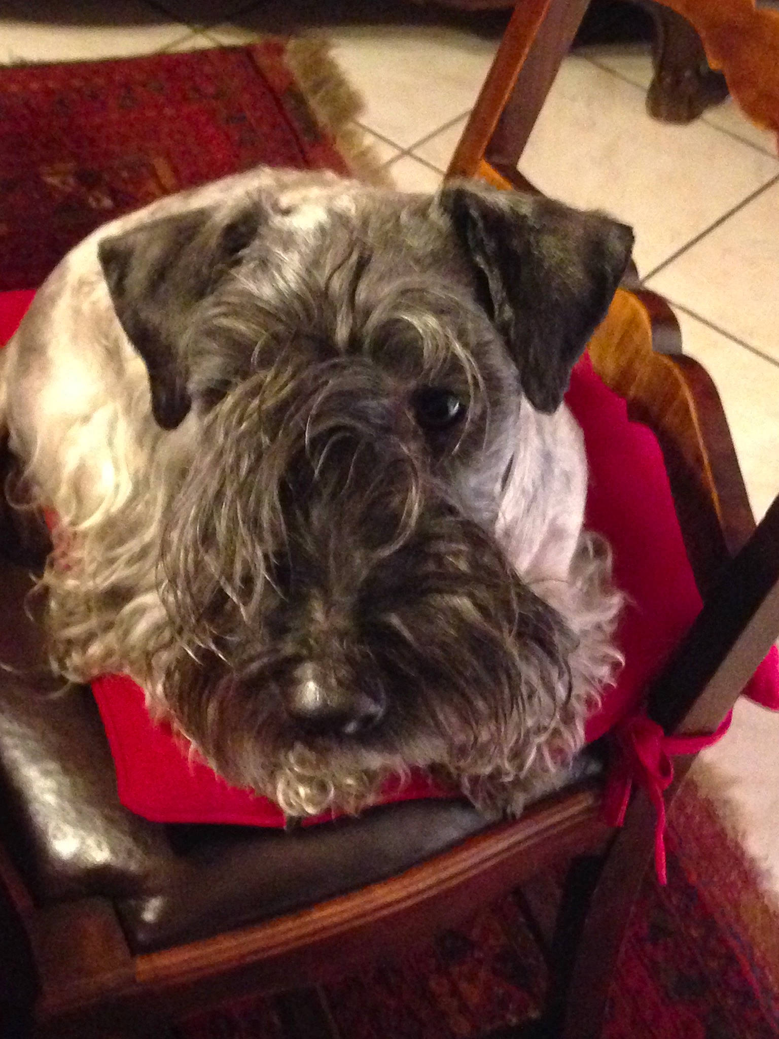 Hrabenka a rejoint le concours — aidez-le/la à gagner de superbes lots ! bolonka, canidae, carnivore, cesky_terrier, companion_dog, dog, dog_breed, giant_schnauzer, mammal, miniature_schnauzer, nap, puppy, schnauzer, schnoodle, sealyham_terrier, small_terrier, snout, sporting_group, standard_schnauzer, terrier