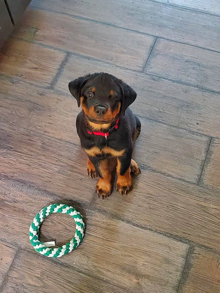 Diesel is registered to the contest to win money with this photo: asphalt, canidae, carnivore, circle, collar, companion_dog, dog, dog_breed, dog_collar, fashion_accessory, fawn, flooring, hardwood, jewellery, leash, pet_supply, snout, sporting_group, wood, working_animal