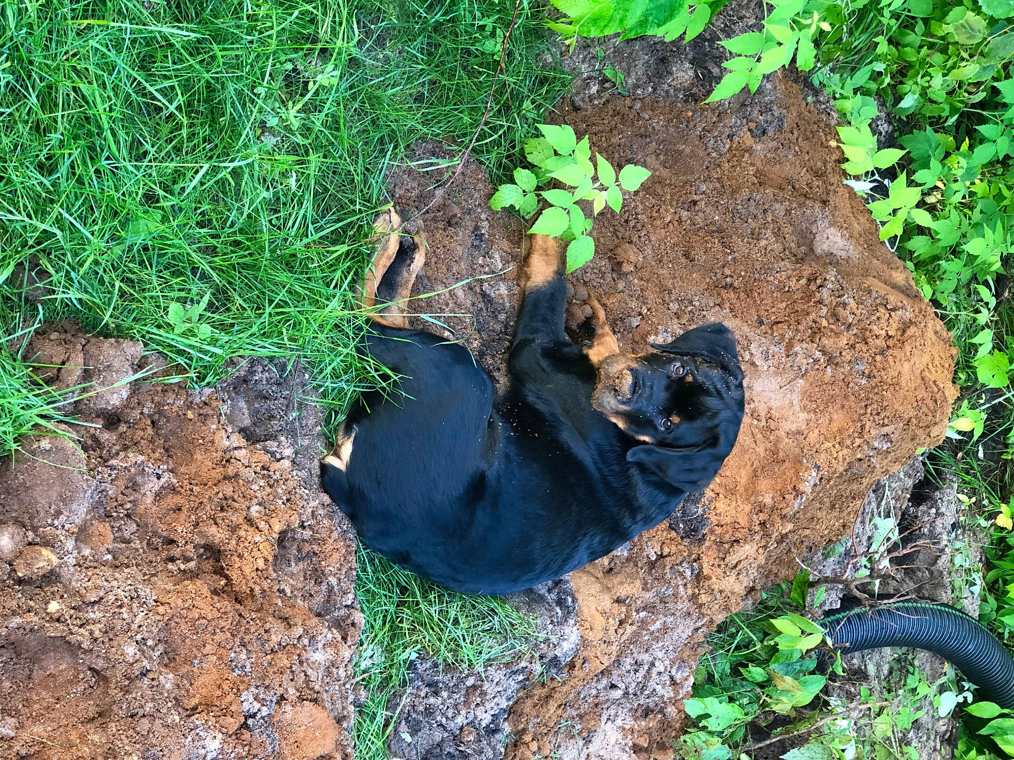 Diesel is registered to the contest to win money with this photo: annual_plant, electric_blue, event, glove, grass, groundcover, herb, herbaceous_plant, landscape, natural_landscape, natural_material, plant, rock, shadow, soil, terrestrial_animal, terrestrial_plant, tree, trunk, wood