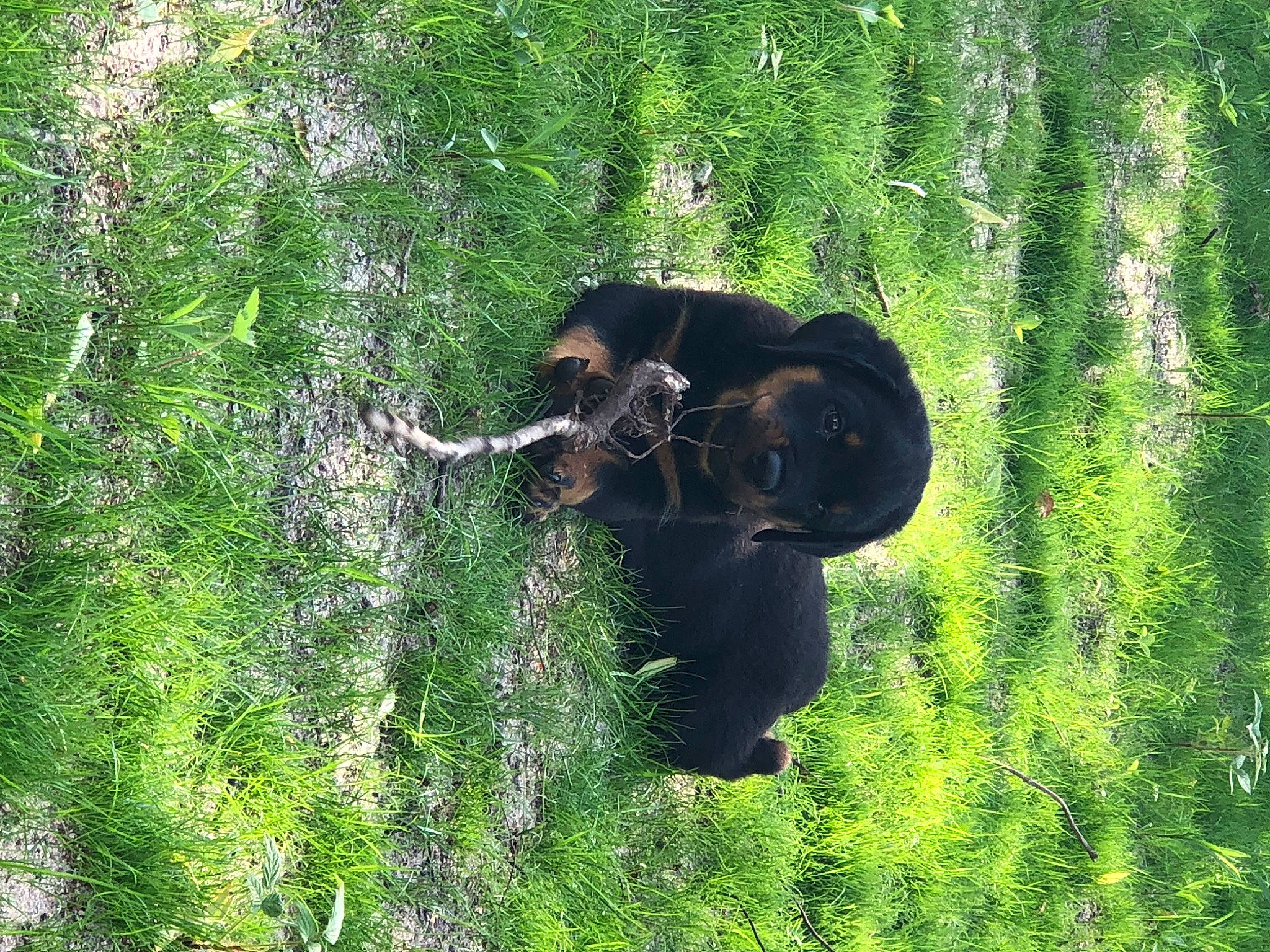 Diesel is registered to the contest to win money with this photo: carnivore, forest, grass, grass_family, grassland, groundcover, meadow, natural_landscape, people_in_nature, plant, plant_community, shrub, temperate_broadleaf_and_mixed_forest, terrestrial_animal, terrestrial_plant, tree, trunk, wood, woody_plant, working_animal