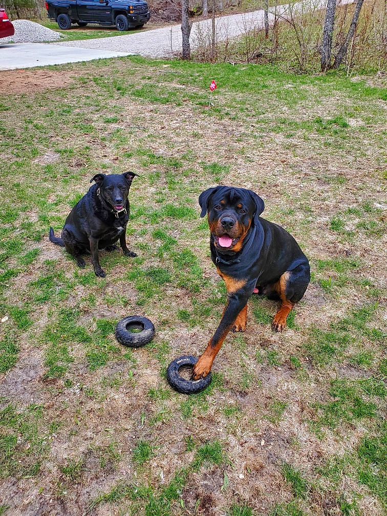 Diesel is registered to the contest to win money with this photo: canidae, carnivore, collar, companion_dog, dog, dog_breed, dog_collar, dog_supply, fawn, grass, guard_dog, lawn, leash, plant, soil, sporting_group, tail, tire, working_animal, working_dog