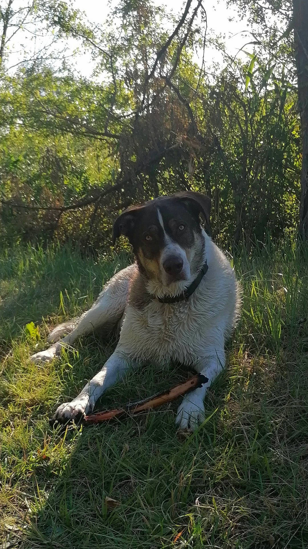 Nirvana a rejoint le concours — aidez-le/la à gagner de superbes lots ! ball, canidae, carnivore, companion_dog, dog, dog_breed, grass, herding_dog, hunting_dog, landscape, plant, shrub, soil, sporting_group, tail, terrestrial_animal, terrier, tree, working_animal, working_dog