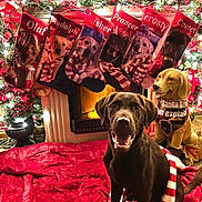 Comet joined the competition — help win amazing prizes! dog, labrador, christmas, fireplace, stockings, holiday_decorations, scarf, festive_lights, red_blanket, smiling_dog, indoor, cozy, decorated_mantel, stuffed_animal, christmas_balls, garland, portrait, warm_lighting, celebration, pet