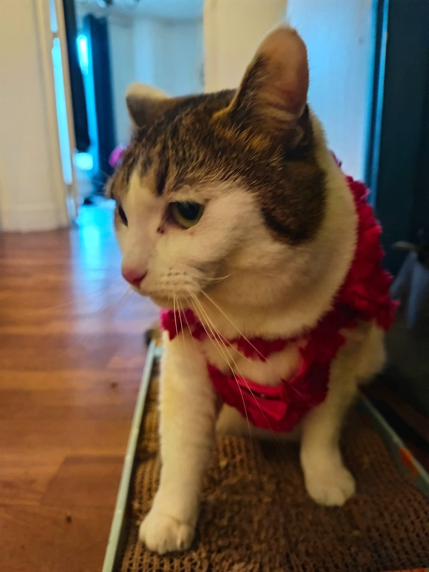 abyssinian, accessories, animal, canine, cat, clothing, dog, hardwood, harness, husky, indoors, interiordesign, kitten, leash, manx, pet, plywood, strap, underwear, wood