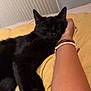 Stella participe au concours pour gagner de l'argent avec cette photo : black_cat, cat, sleeping, resting, hand, person, arm, bracelet, yellow_blanket, bed, indoor, radiator, wall, cozy, pet, feline, fur, relaxed, nap, comfort