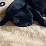 Stella participe au concours pour gagner de l'argent avec cette photo : black_cat, sleeping, bed, beige, fur, pet, indoor, cozy, resting, animal, quiet, soft, blanket, napping, domestic_cat, feline, cute, relaxing, whiskers, ear