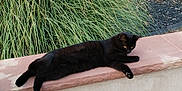 Stella participe au concours pour gagner de l'argent avec cette photo : black_cat, cat, animal, pet, outdoor, garden, plants, grass, stone_ledge, relaxing, nature, feline, laying_down, greenery, peaceful, daylight, sidewalk, concrete, wall, quiet