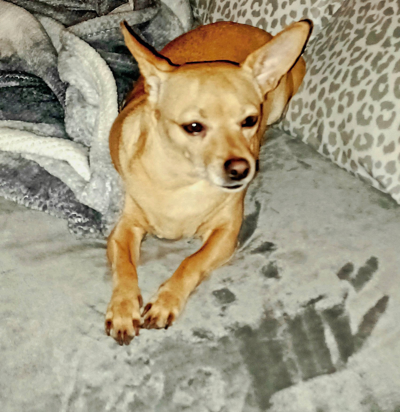 Sweets is registered to the contest to win money with this photo: canidae, carnivore, companion_dog, dog, dog_breed, dog_collar, dog_supply, fawn, flooring, fur, non_sporting_group, paw, snout, sporting_group, tail, terrestrial_animal, toy_dog, whiskers, wood, working_animal