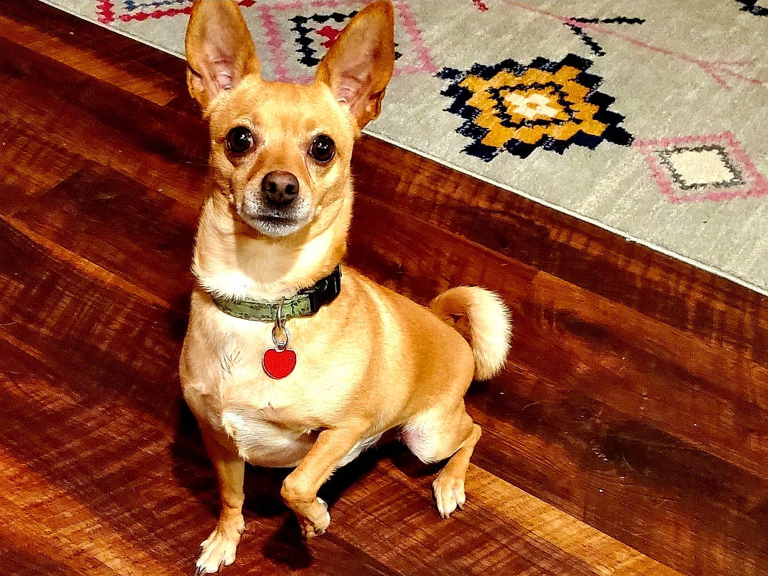 Sweets joined the competition — help win amazing prizes! canidae, carnivore, chihuahua, collar, companion_dog, dog, dog_breed, dog_collar, dog_supply, fawn, flooring, hardwood, pet_supply, rectangle, snout, sporting_group, toy_dog, whiskers, wood, working_animal