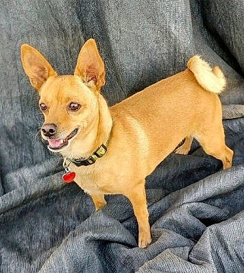 Sweets is registered to the contest to win money with this photo: ancient_dog_breeds, canidae, carnivore, collar, companion_dog, dog, dog_breed, dog_collar, dog_supply, fashion_accessory, fawn, fur, paw, snout, sporting_group, tail, toy_dog, whiskers, wood, working_animal