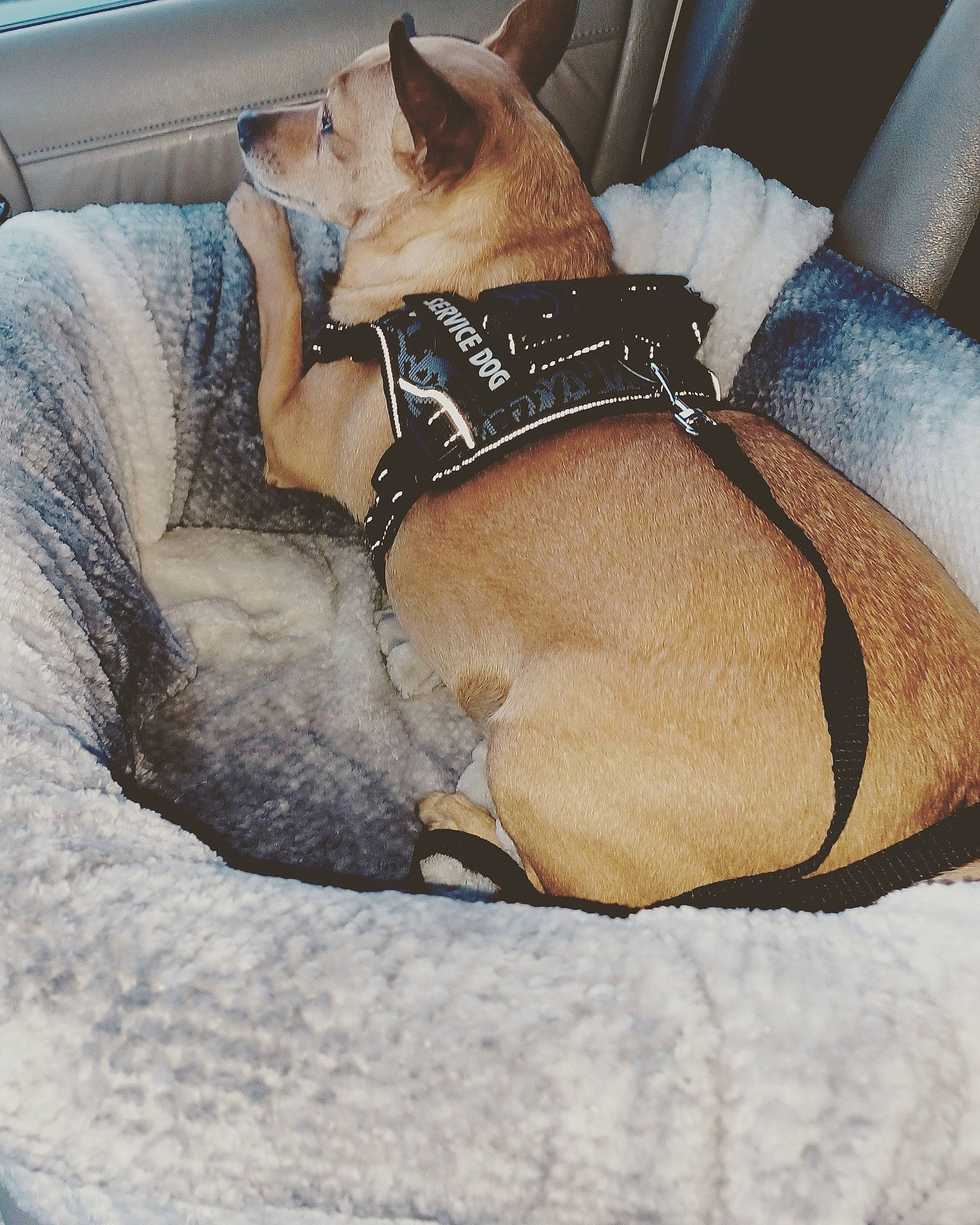 Sweets is registered to the contest to win money with this photo: canidae, carnivore, collar, comfort, companion_dog, couch, dog, dog_breed, dog_collar, dog_supply, fawn, foot, human_leg, pet_supply, snout, sporting_group, vehicle, window, windshield, working_animal