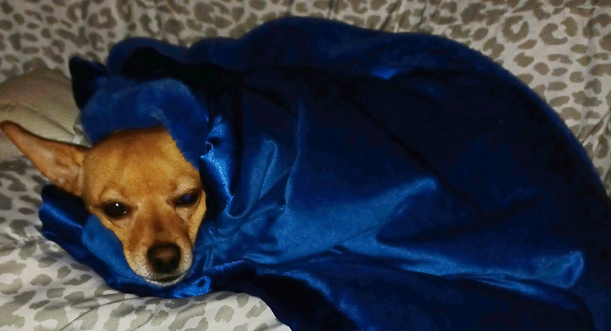 Sweets joined the competition — help win amazing prizes! bed, canidae, carnivore, comfort, companion_dog, dog, dog_breed, dog_supply, electric_blue, fawn, fur, guard_dog, linens, paw, puppy, sporting_group, terrestrial_animal, toy_dog, whiskers, working_animal