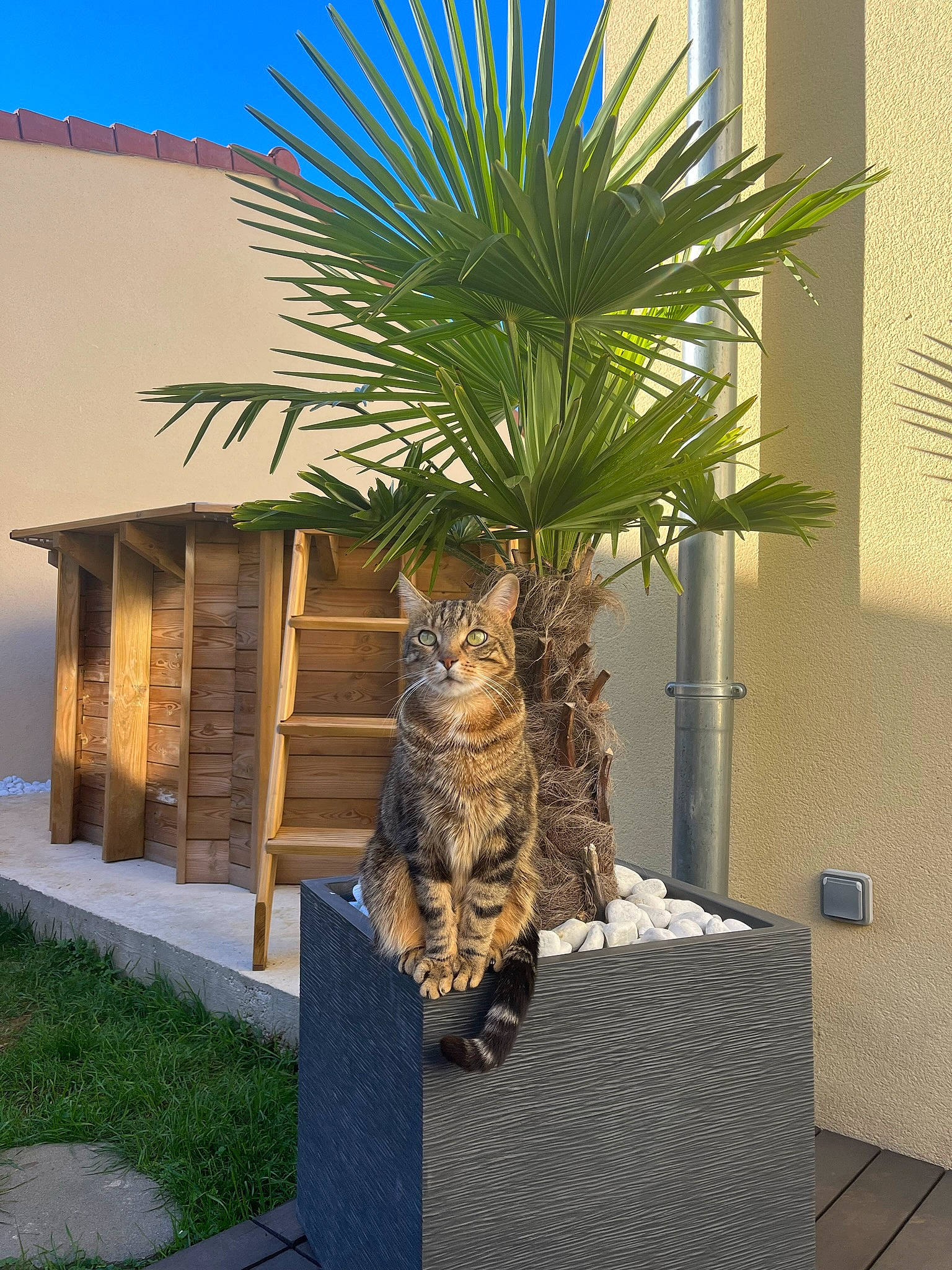 Romeo a rejoint le concours — aidez-le/la à gagner de superbes lots ! arecales, carnivore, cat, fawn, felidae, flowerpot, grass, houseplant, landscape, outdoor_furniture, plant, real_estate, shade, sky, small_to_medium_sized_cats, tail, terrestrial_plant, tree, trunk, wood
