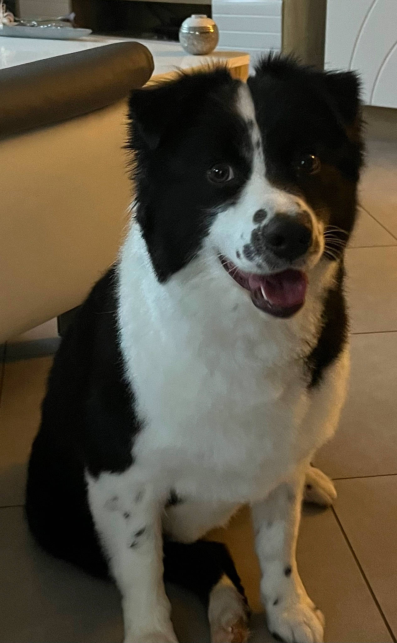 Lana participe au concours pour gagner de l'argent avec cette photo : australian_collie, border_collie, canidae, carnivore, chair, collar, companion_dog, computer_keyboard, couch, dog, dog_breed, door, fur, herding_dog, snout, sporting_group, tail, whiskers, working_animal, working_dog