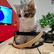 Compote participe au concours pour gagner de l'argent avec cette photo : basket, blurred_background, bonsai_plant, cat, closeup, cute, domestic_animal, furniture, gray_and_white, handle, houseplant, indoor, kitten, living_room, mesh, pet, small_animal, stone, television, wooden_table