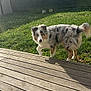 animal, australian_shepherd, backyard, ball, canine, curious, daytime, dog, furry, grass, greenery, merle_coat, nature, outdoor, pet, playful, shadow, sunlight, walking, wooden_deck