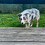 animal, australian_shepherd, background, blue_eyes, canine, clouds, curious, daylight, dog, ears, fence, fur, grass, nature, outdoor, pet, playful, sky, snout, wooden_deck