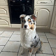 Aeris a rejoint le concours — aidez-le/la à gagner de superbes lots ! dog, australian_shepherd, heterochromia, kitchen, tile_floor, cabinet, oven, pet, indoor, fur, sitting, animal, cute, attentive, white, brown, black, blue_eye, brown_eye, domestic