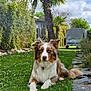 Vaia participe au concours pour gagner de l'argent avec cette photo : dog, australian_shepherd, grass, flowers, garden, palm_tree, tree, sky, cloud, stone_path, greenery, shrub, outdoor, pet, canine, animal, nature, relaxing, daytime, yard