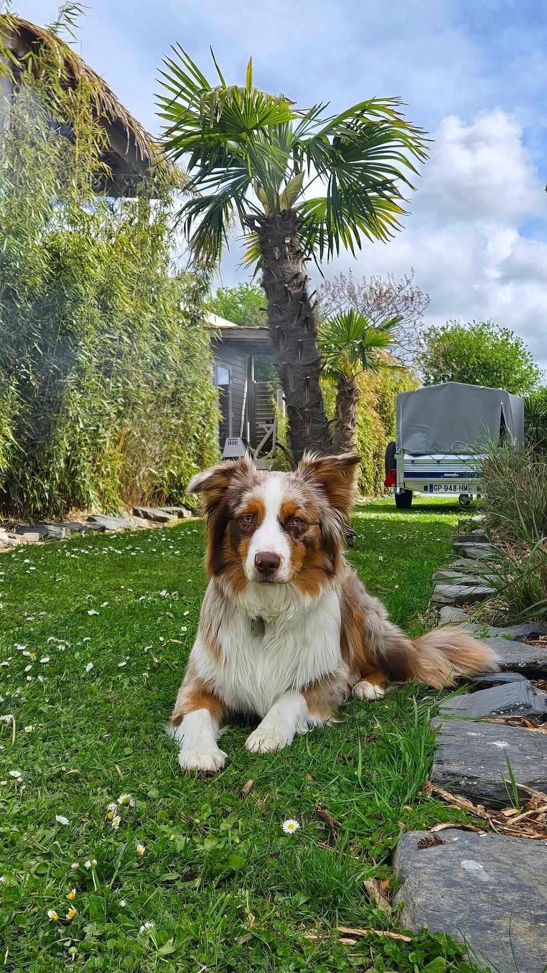 Vaia participe au concours pour gagner de l'argent avec cette photo : dog, australian_shepherd, grass, flowers, garden, palm_tree, tree, sky, cloud, stone_path, greenery, shrub, outdoor, pet, canine, animal, nature, relaxing, daytime, yard