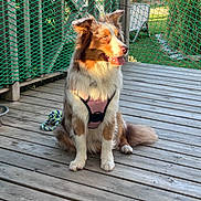 Vaia participe au concours pour gagner de l'argent avec cette photo : dog, canine, pet, animal, outdoor, wooden_deck, harness, rope_toy, sunlight, fence, green, sitting, fur, ears, tail, happy, playful, nature, daylight, domestic