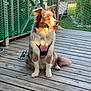 dog, canine, pet, animal, outdoor, wooden_deck, harness, rope_toy, sunlight, fence, green, sitting, fur, ears, tail, happy, playful, nature, daylight, domestic