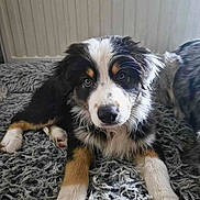 Abby participe au concours pour gagner de l'argent avec cette photo : puppy, dog, tricolor, fur, pet, indoor, carpet, laying, cute, curious, animal, mammal, closeup, young, companion, friend, adorable, cozy, relaxed, face