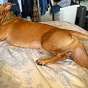 Pablo is registered to the contest to win money with this photo: dog, brown_dog, bed, floral_bedspread, indoor, pet, canine, looking_back, furniture, laundry_basket, clothes, home, domestic, relaxed, lying_down, tail, ears, curious, room, casual