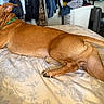dog, brown_dog, bed, floral_bedspread, indoor, pet, canine, looking_back, furniture, laundry_basket, clothes, home, domestic, relaxed, lying_down, tail, ears, curious, room, casual