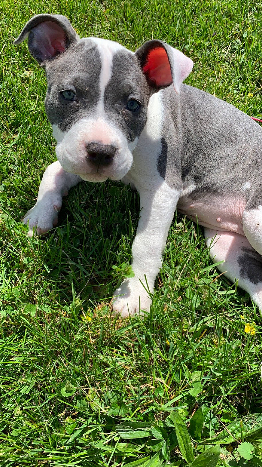 Sable joined the competition — help win amazing prizes! canidae, carnivore, collar, companion_dog, dog, dog_breed, dog_collar, fawn, grass, groundcover, non_sporting_group, terrestrial_animal, working_animal