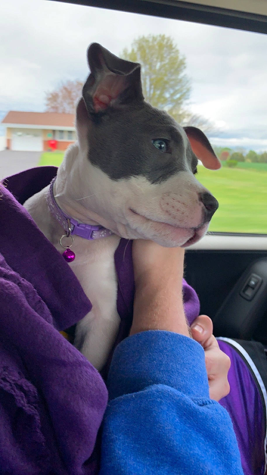 Sable is registered to the contest to win money with this photo: canidae, carnivore, cloud, collar, companion_dog, dog, dog_breed, dog_collar, electric_blue, fashion_accessory, fawn, non_sporting_group, sky, snout, sporting_group, tree, vehicle_door, whiskers, window, windshield