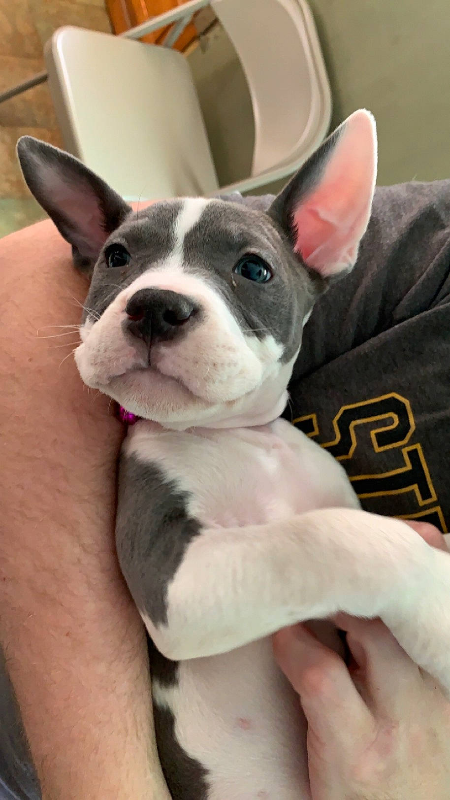 Sable joined the competition — help win amazing prizes! boston_terrier, carnivore, comfort, companion_dog, dog, dog_breed, ear, fawn, fur, non_sporting_group, snout, terrestrial_animal, whiskers, working_animal