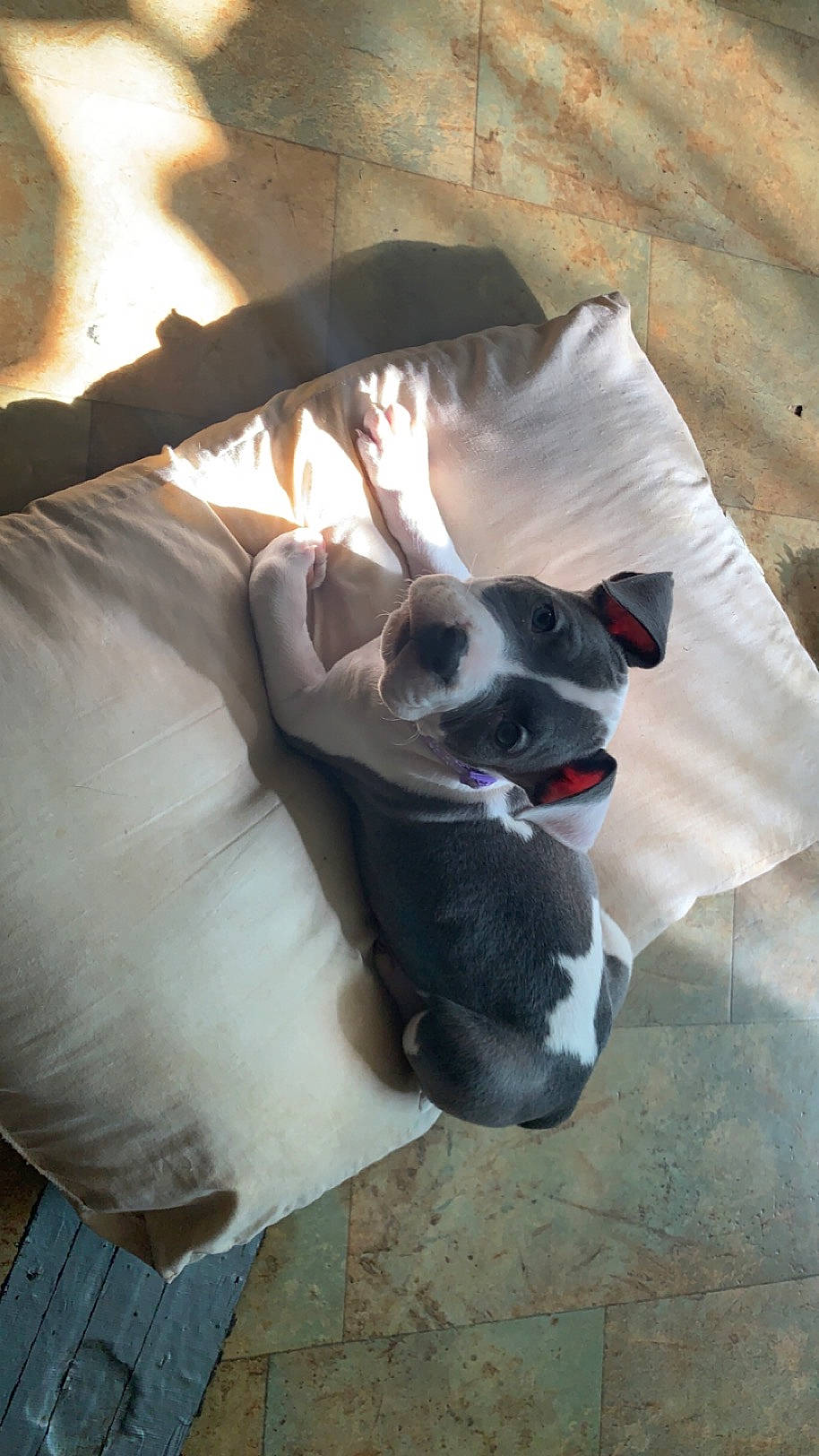 Sable is registered to the contest to win money with this photo: canidae, carnivore, comfort, companion_dog, dog, dog_breed, fawn, felidae, fur, linens, nap, non_sporting_group, paw, small_to_medium_sized_cats, sporting_group, tail, tints_and_shades, whiskers, working_animal