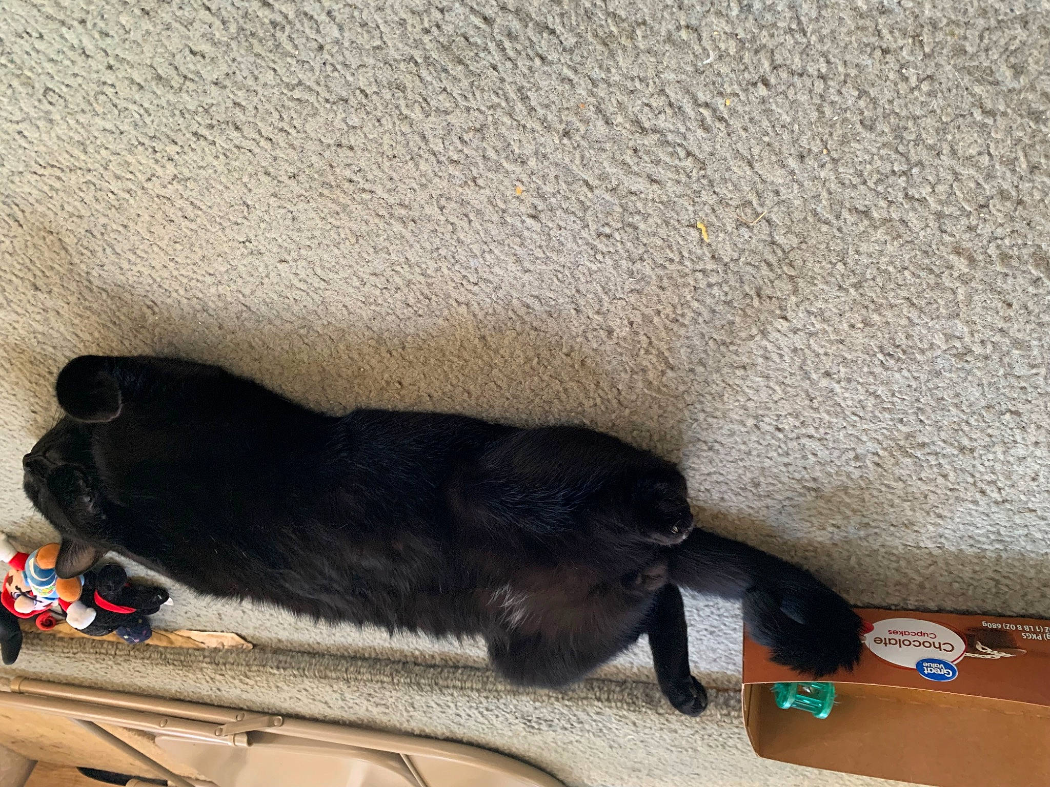 Dougie is registered to the contest to win money with this photo: automotive_exterior, black_cat, carnivore, comfort, companion_dog, dog, dog_breed, felidae, floor, flooring, fur, grey, hardwood, mammal, paw, pet_supply, small_to_medium_sized_cats, tail, vertebrate, wood