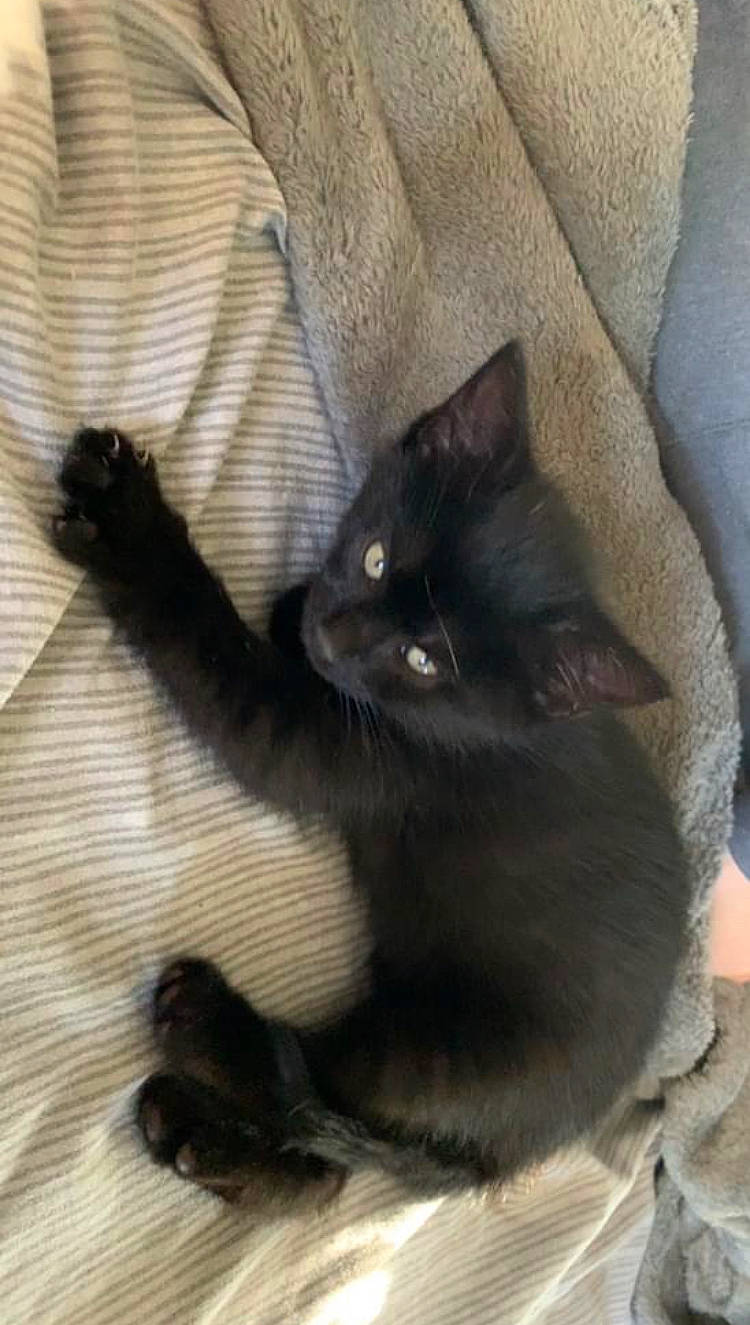 Dougie is registered to the contest to win money with this photo: black_cat, carnivore, cat, claw, comfort, domestic_short_haired_cat, felidae, foot, fur, grey, human_leg, paw, sitting, small_to_medium_sized_cats, snout, tail, whiskers