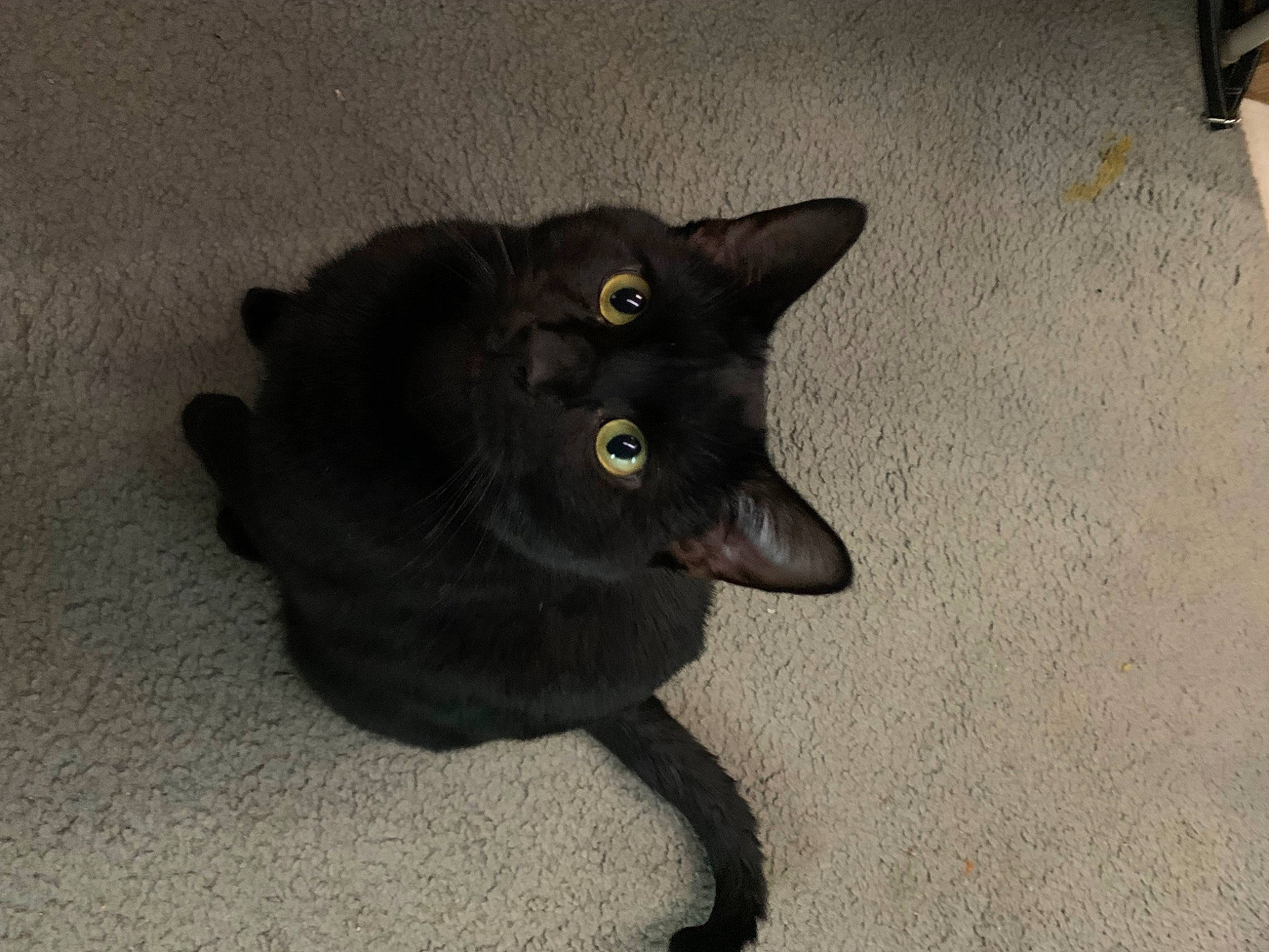 Dougie is registered to the contest to win money with this photo: black_cat, bombay, carnivore, cat, domestic_short_haired_cat, felidae, flooring, fur, havana_brown, plant, small_to_medium_sized_cats, snout, tail, whiskers