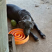 Lacey is registered to the contest to win money with this photo: dog, gray_dog, toy, orange_toy, green_ball, concrete_floor, outdoor, pet, animal, lying_down, resting, collar, paw, snout, ears, play, floor, metal_object, spiral, texture