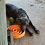 dog, gray_dog, toy, orange_toy, green_ball, concrete_floor, outdoor, pet, animal, lying_down, resting, collar, paw, snout, ears, play, floor, metal_object, spiral, texture