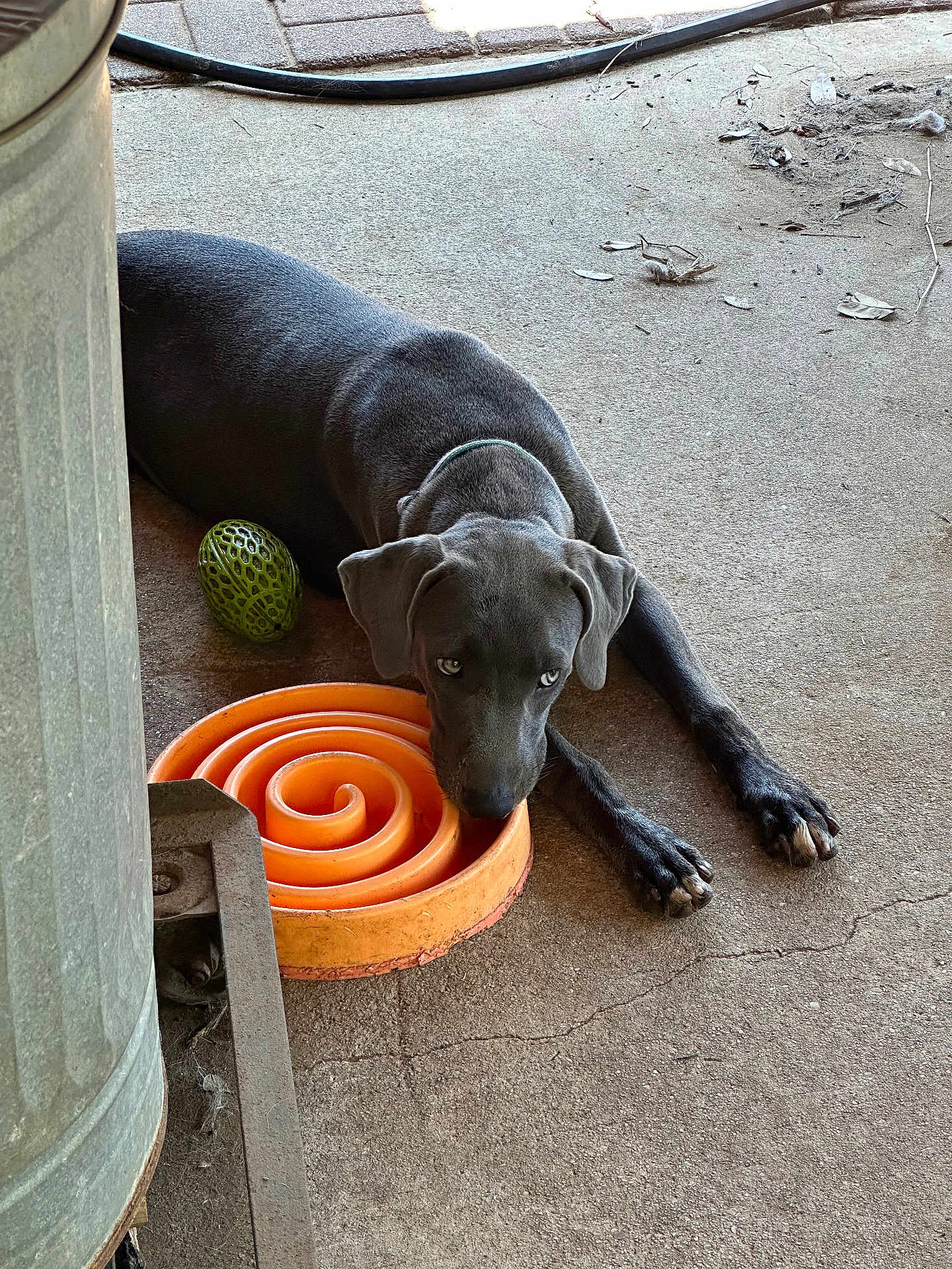 Lacey is registered to the contest to win money with this photo: dog, gray_dog, toy, orange_toy, green_ball, concrete_floor, outdoor, pet, animal, lying_down, resting, collar, paw, snout, ears, play, floor, metal_object, spiral, texture