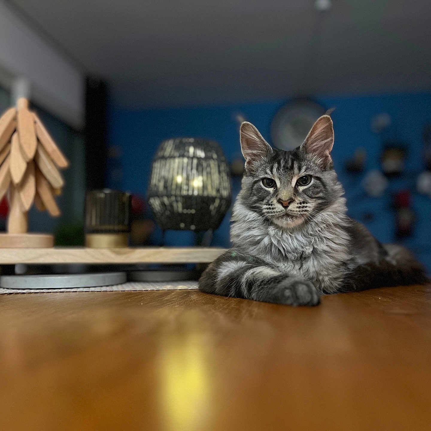 Yuzu a rejoint le concours — aidez-le/la à gagner de superbes lots ! abyssinian, animal, architecture, art, building, cat, diningtable, furniture, hardwood, indoors, interiordesign, kitten, livingroom, manx, pet, plywood, room, sphere, table, wood